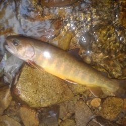 沢でイワナ釣り